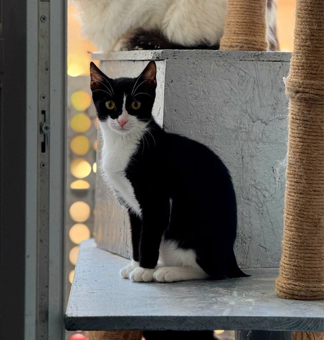 Anna carnet de sanatate