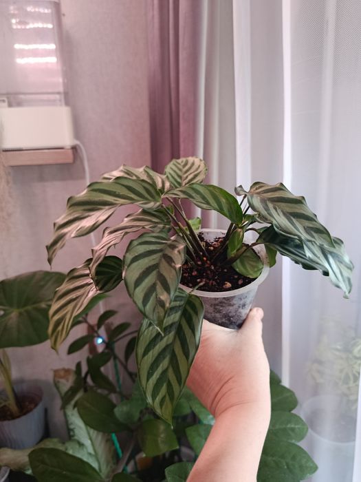 Большой выбор цветов .