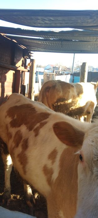 Продаются телочки