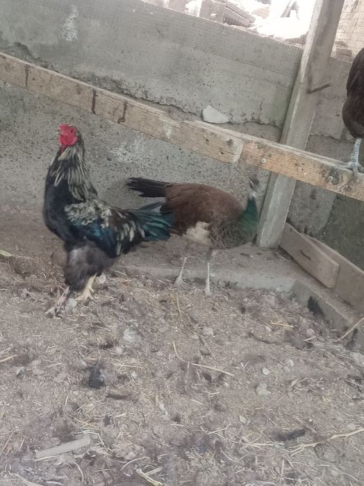 Tuvus tez va arzon sotiladi