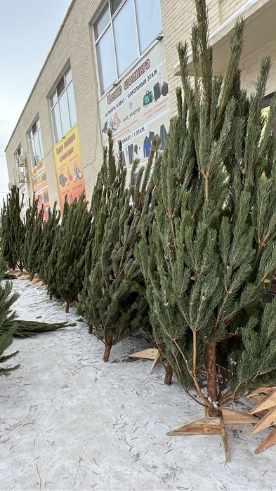 Елка сосна новогодние 3500 БЕСПЛАТНАЯ ДОСТАВКА!