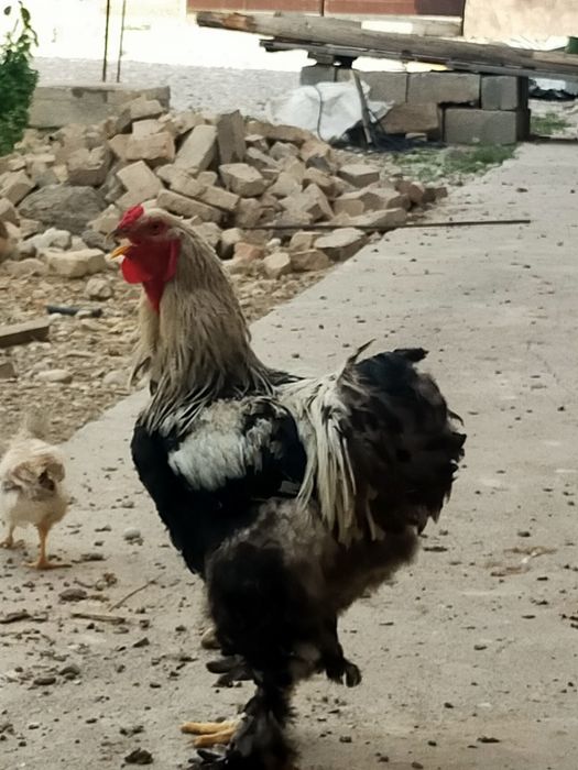 Брама қораз тазасы