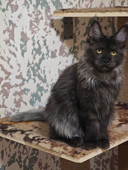 Мейн Кун девочки