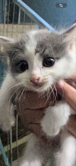 Отдам котёнка домашний девочка