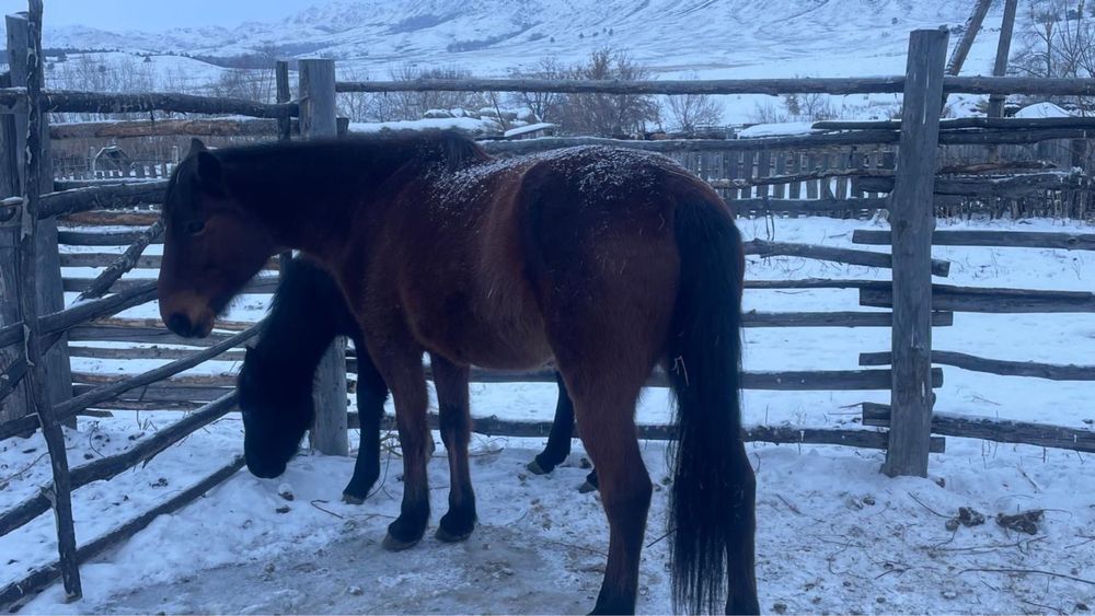 Бие с а т а м ы н