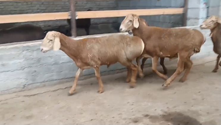 Эдилбай кучкорлари