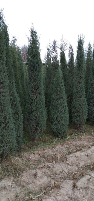 Стречка сотлади манзил сурхондарйо денов