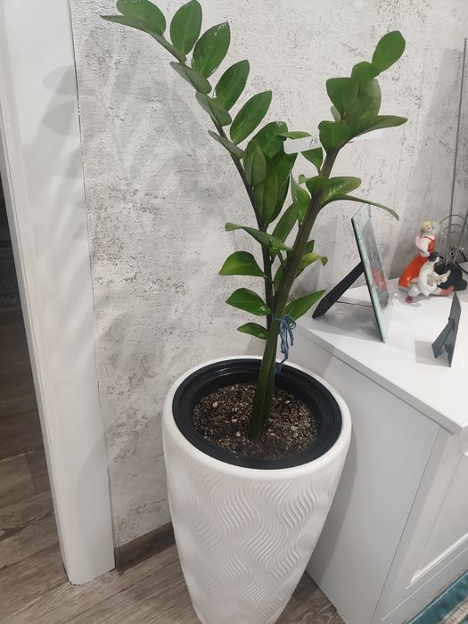 Продам комнатные растения