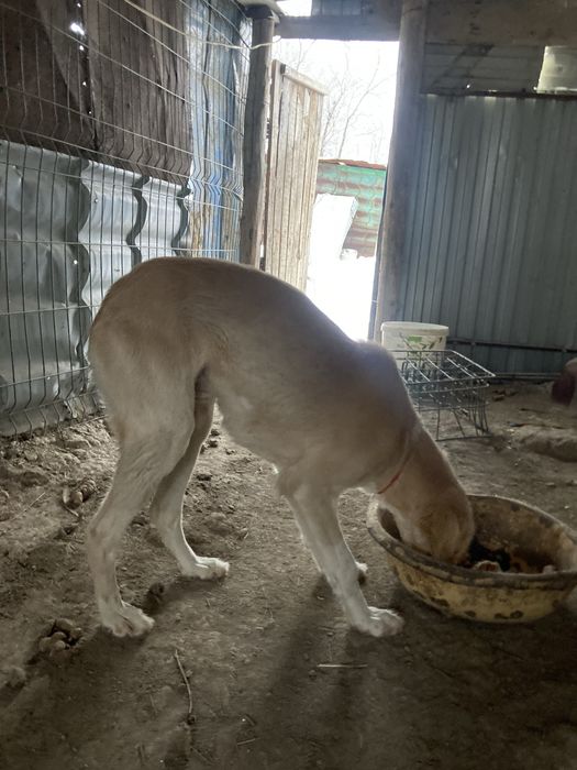 Тазы кушык сатылады