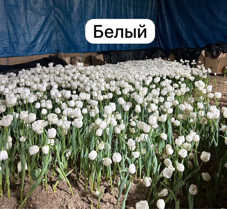 Тюльпаны оптом и в розницу!!!