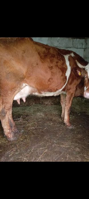 Vând vacă de 7 ani bună de lapte