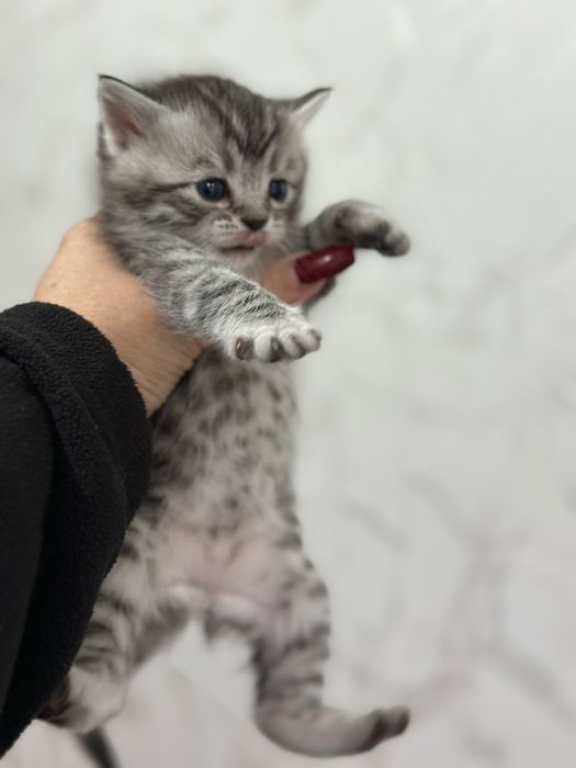 Отдам котят в хорошие руки
