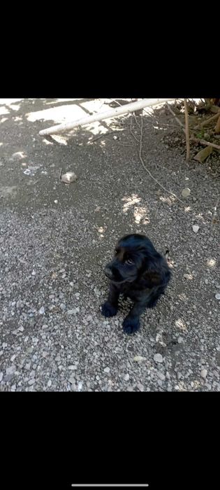 Продаю собака ...