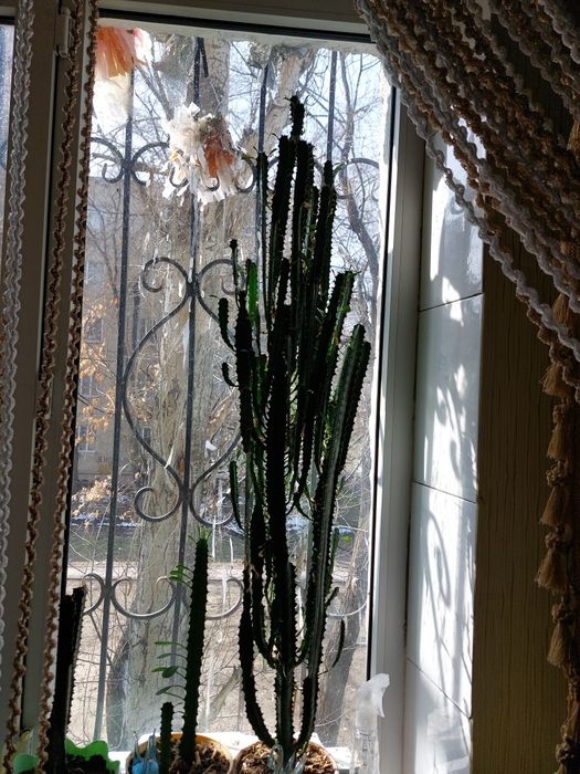 Комнатные цветы для