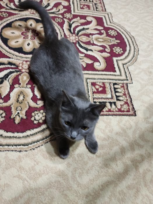 Отдам бесплатно кошку