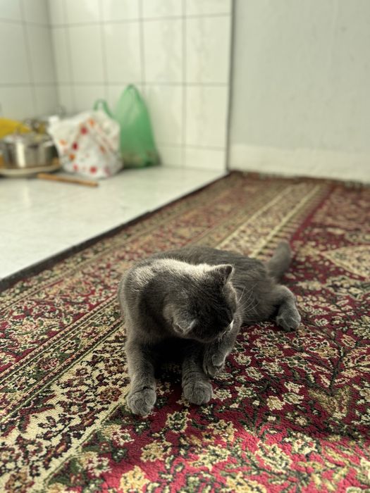 Мушук Скоттиш фолд