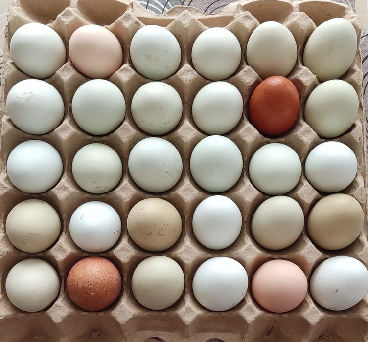 Продам яйца домашние