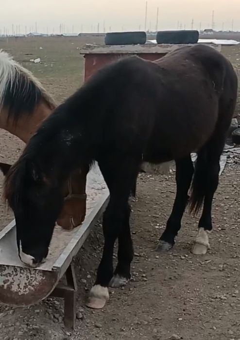 1.5 жасар тай сатылады.