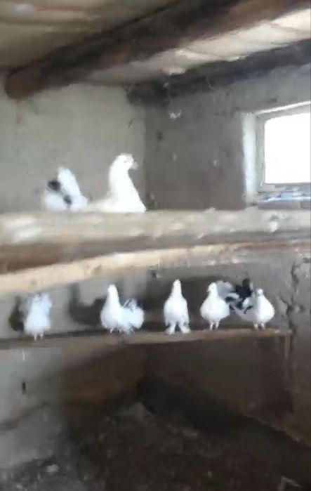 Павлиний голубь