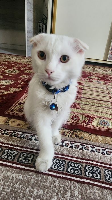 Scottish fold 6 oylik. Oʻgʻil bola..