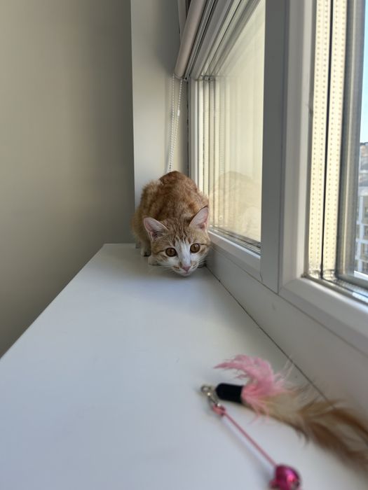 Кошка котенок кот