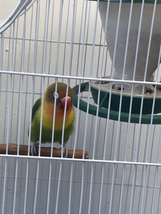 Agapornis disponibile