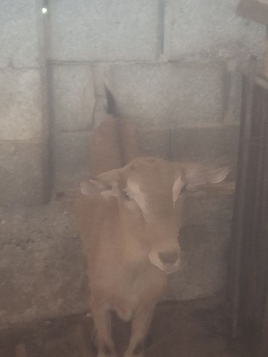 Шібіш алписки  ешкі