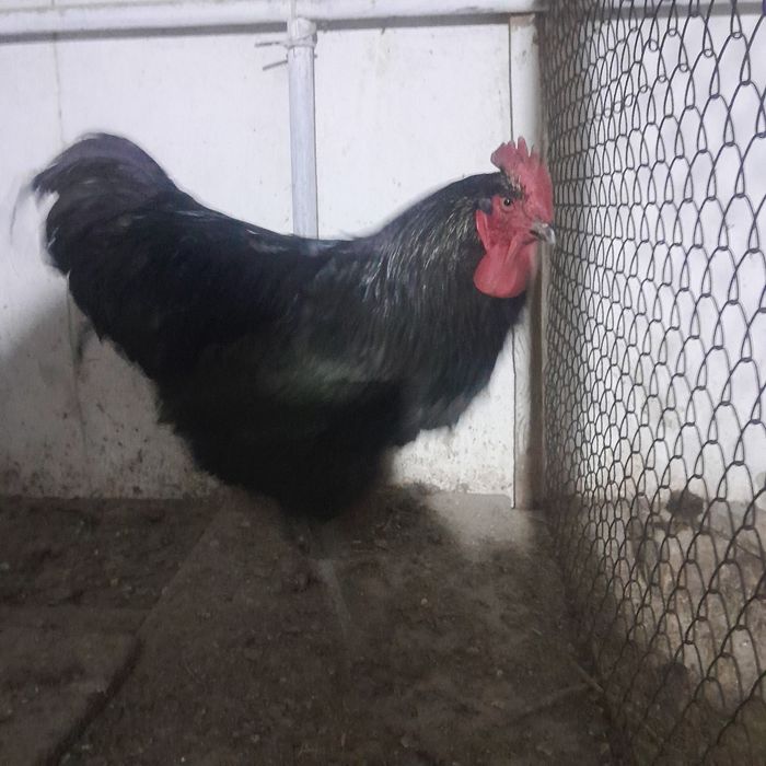 Продам петушков и курицу