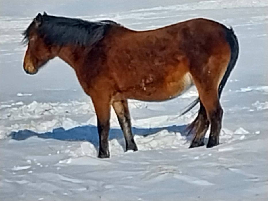 Шамші Қалдаяқов.