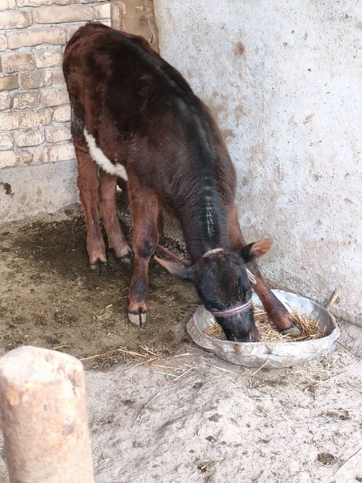 Ona bola sigir sotiladi