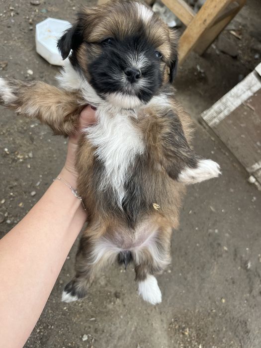 Donăm  cateluși!!