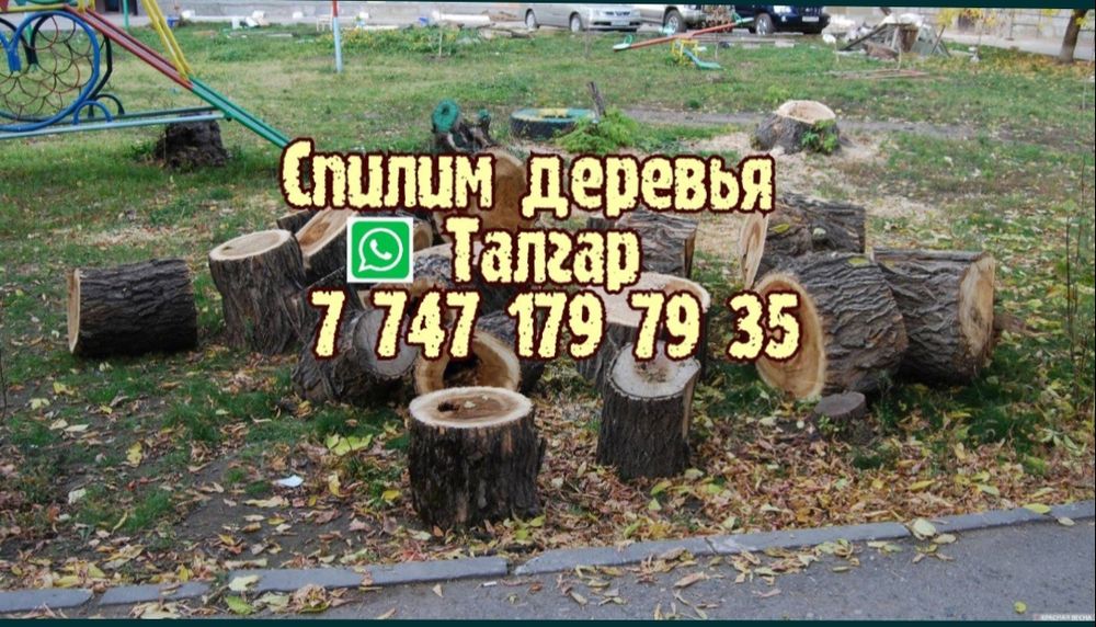 Спилим деревья. Спил. спилить дерево.