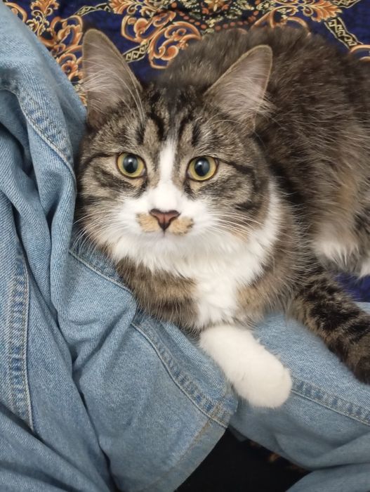 вяскага пародали мушук