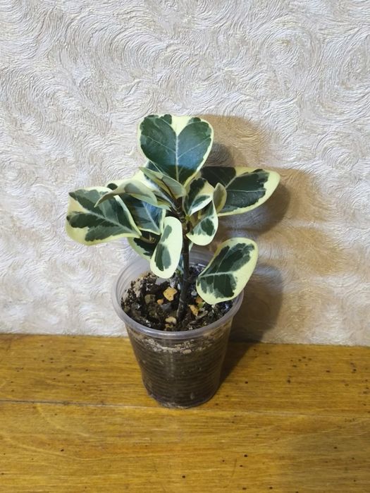 Фикусы разных сортов