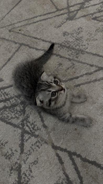 Шотландские котята