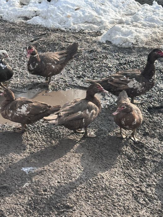 Продам индоуток!!