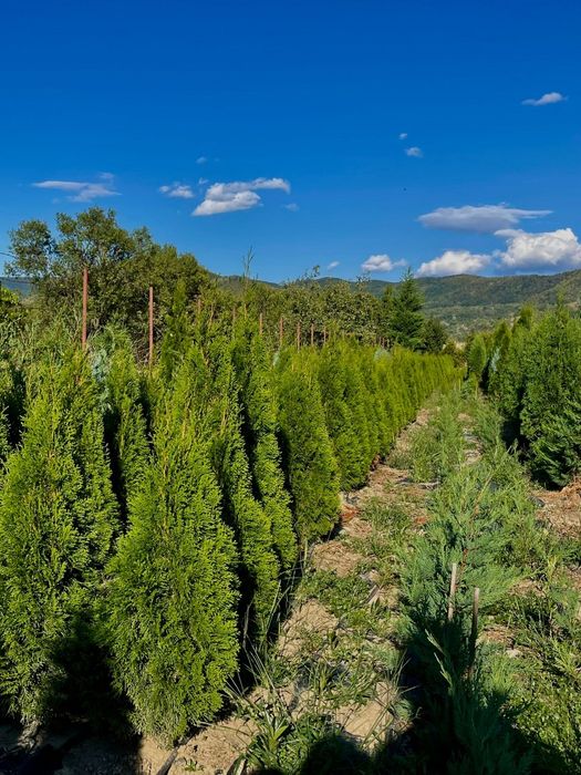 Leylandi/Laur/Photinia/Thuia