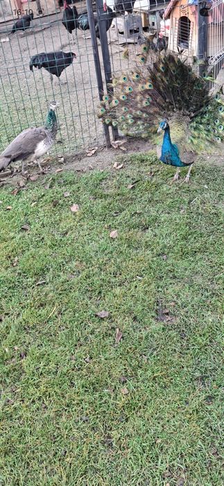 Pauni pereche fac 3 ani