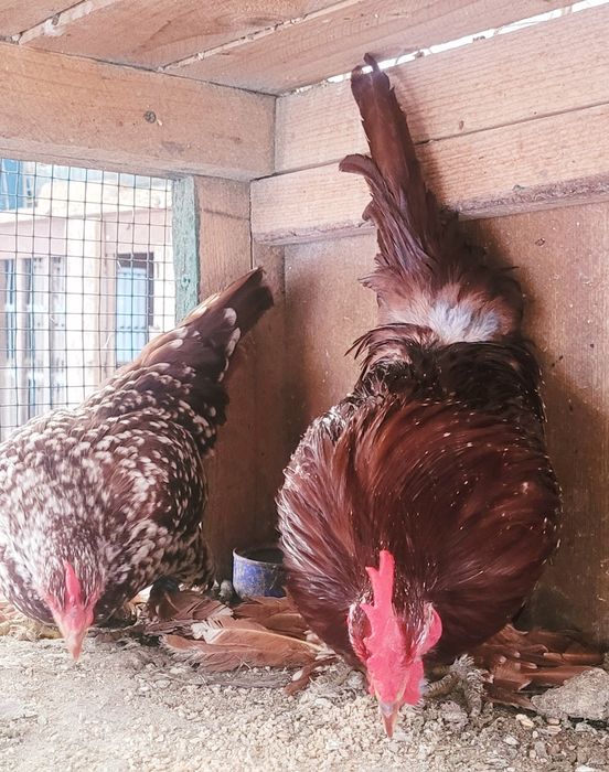 Vand gaini pitice mii de flori rosu bobat cu alb si gri perla si lemon