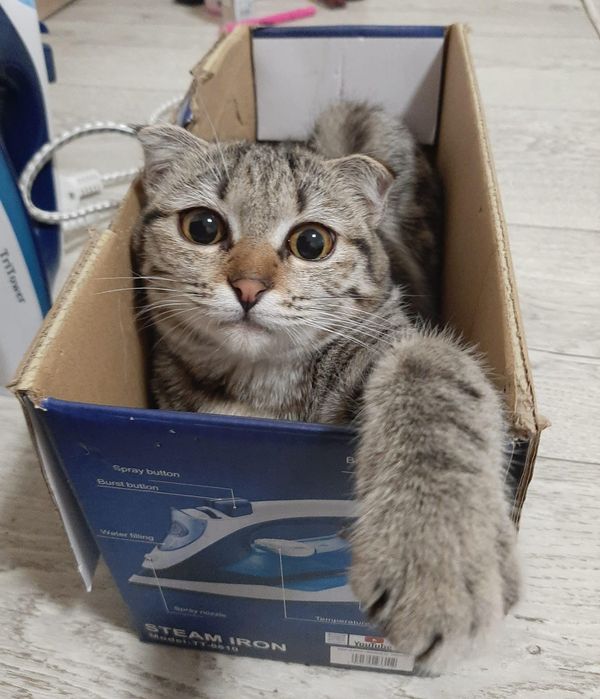 Продам кошку породистую