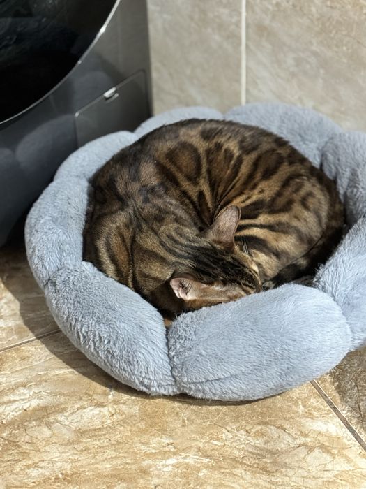 Отдам кота в добрые руки