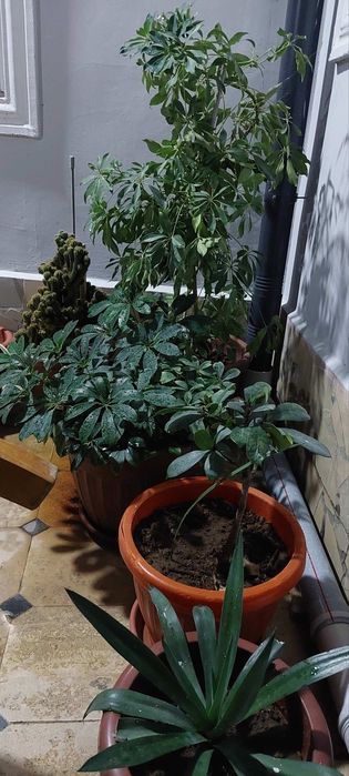 100 ta ga yaqin gullar mavjud