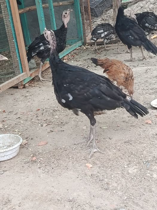 Kurkalar sotiladi damawniy