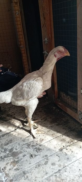 Продам даканку шамо