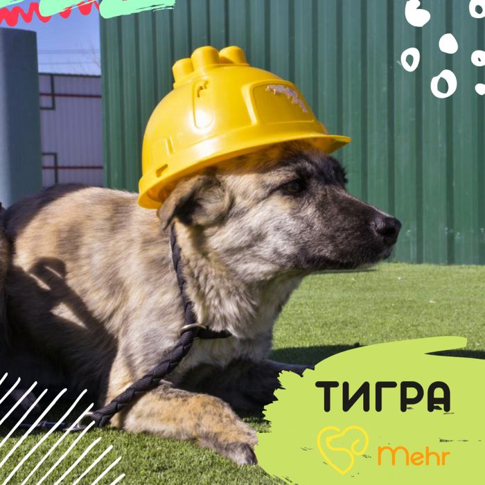 Собака (2,5 года) в добрые руки