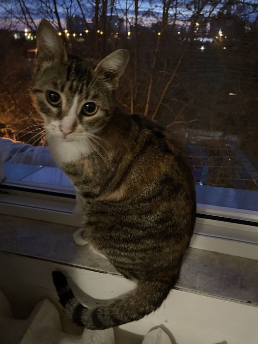 donez pisica in constanta! URGENT