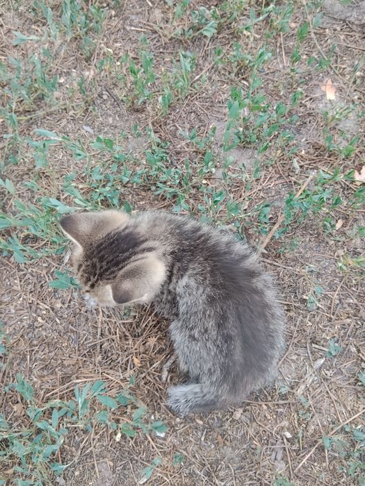 Отдам котят в хорошие руки