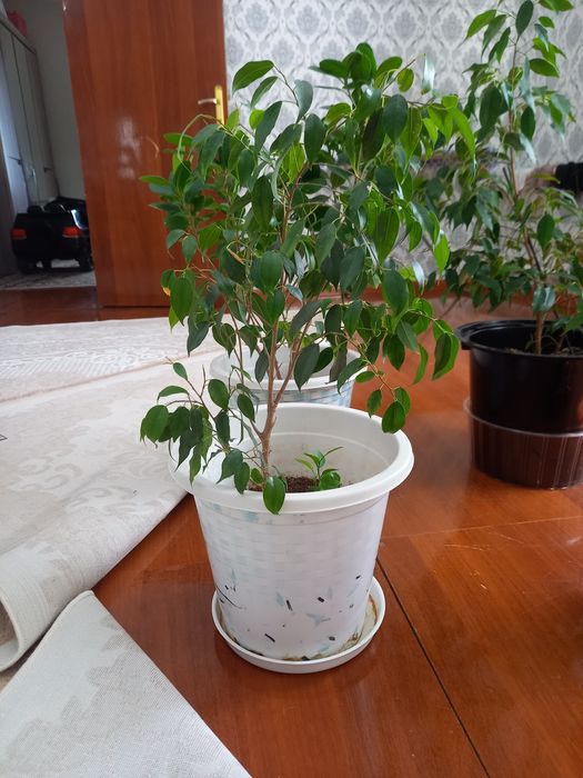 Бөлме гүлдері,уже тал болған