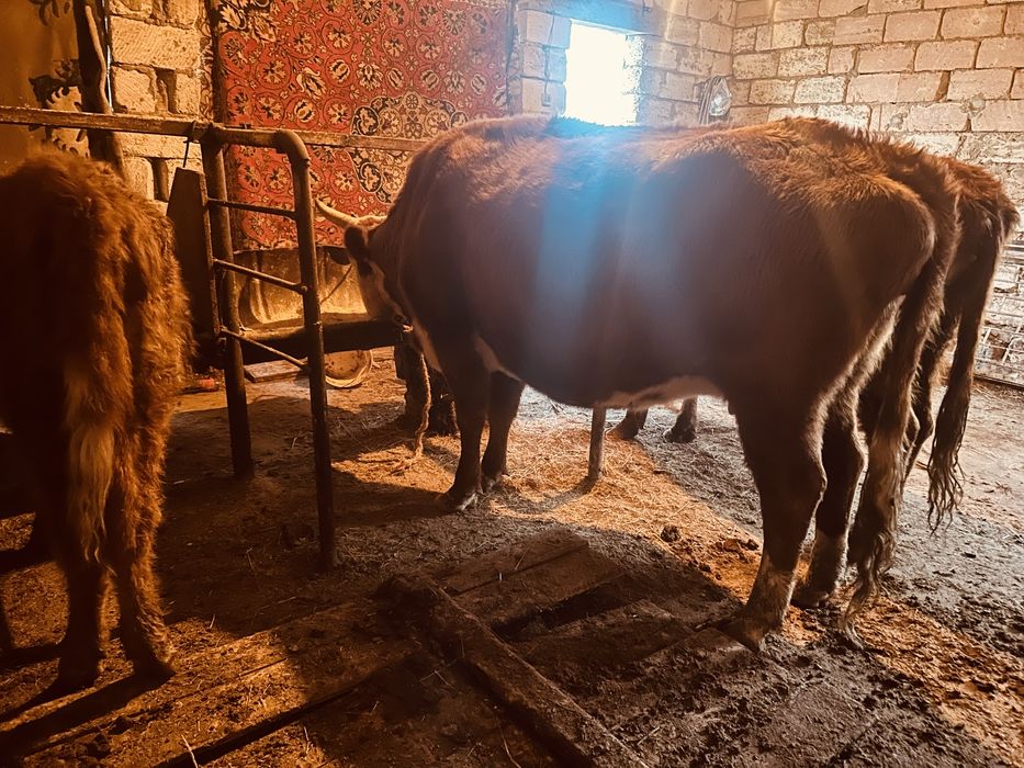 Буаз сиырлар сатылады.