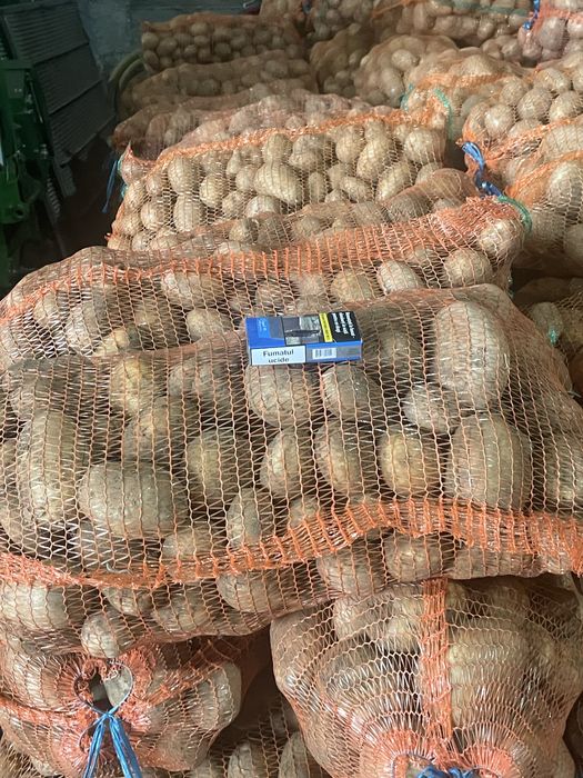 Cartofi consum,belarosa,captiva,arizona